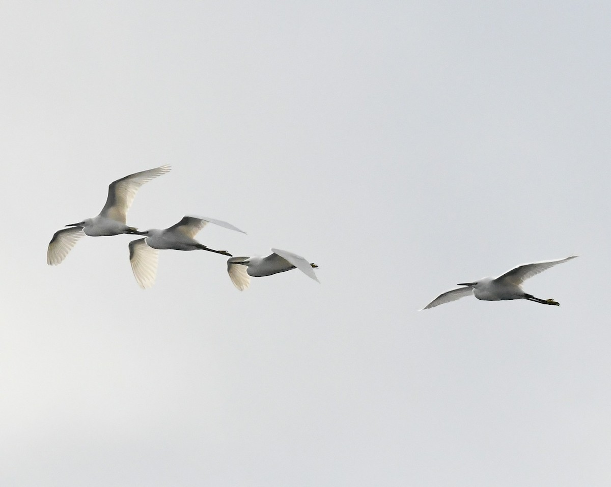 Little Egret - ML645611420