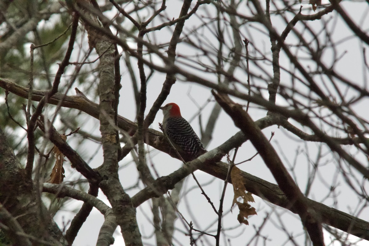 Red-bellied Woodpecker - ML645611432