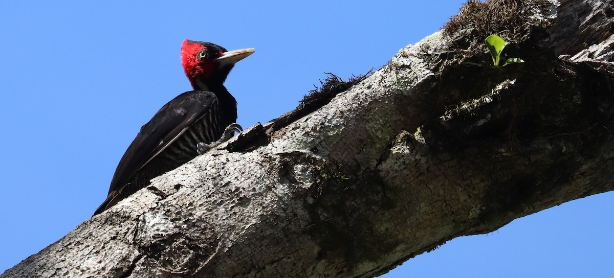 Pale-billed Woodpecker - ML645611436