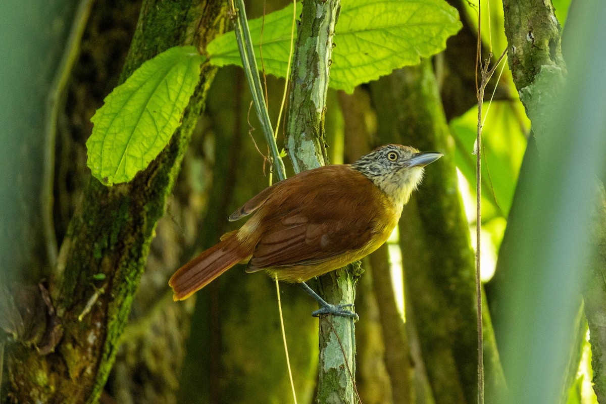 Barred Antshrike - ML645611439