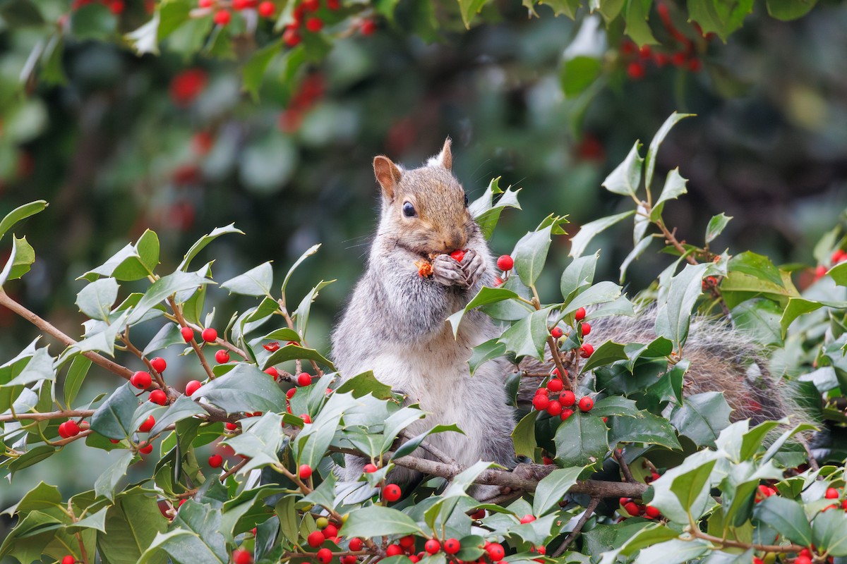Eastern Gray Squirrel - ML645611449