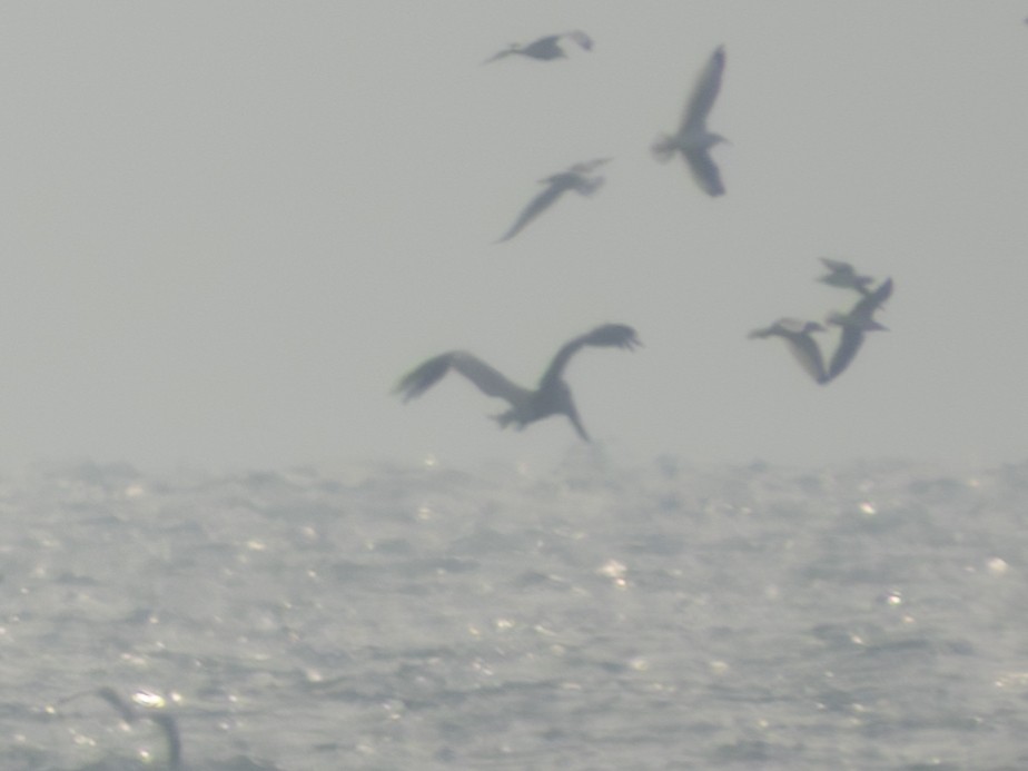 Brown Pelican - ML645611451