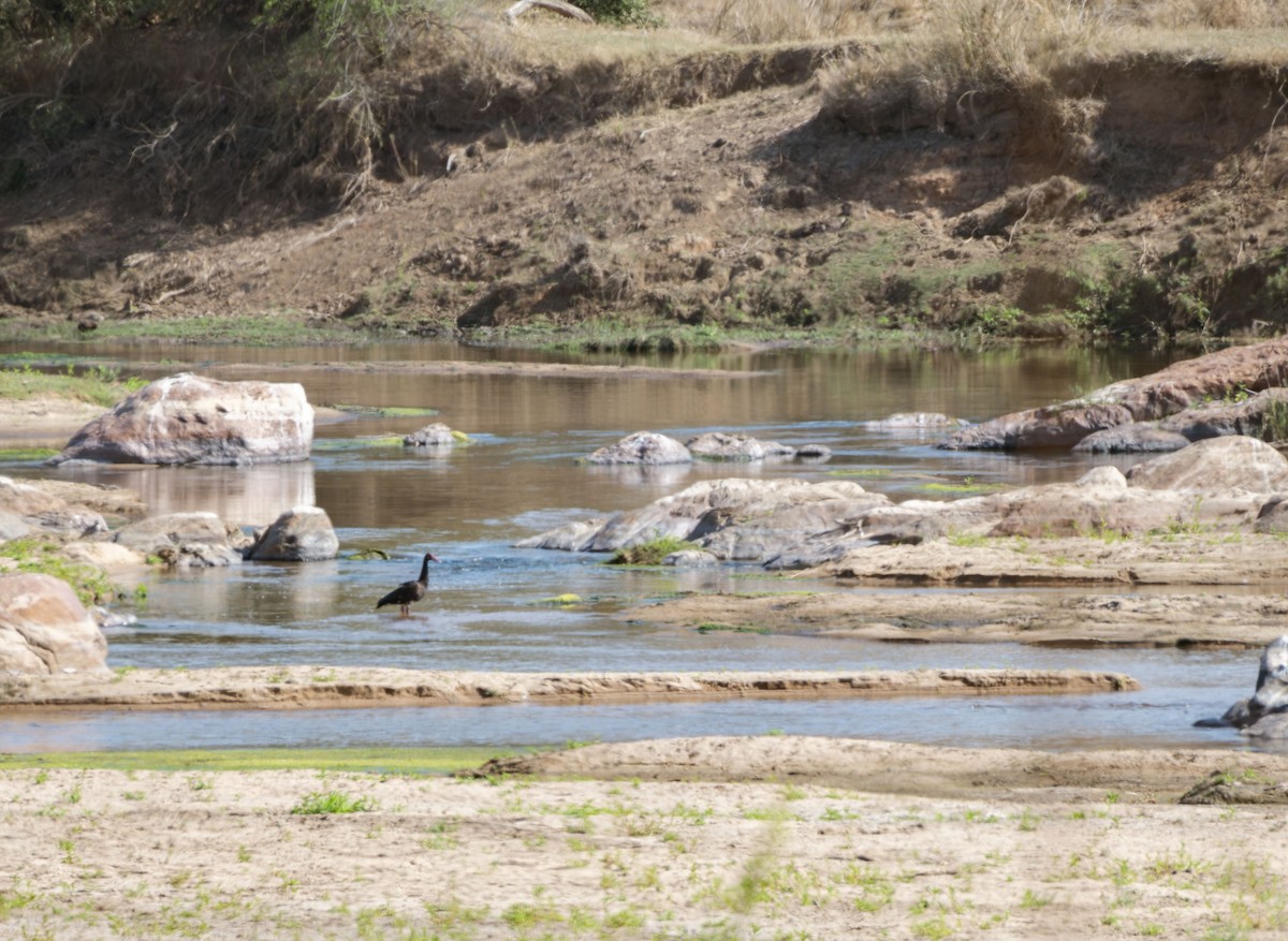 pižmovka ostruhatá - ML645611452