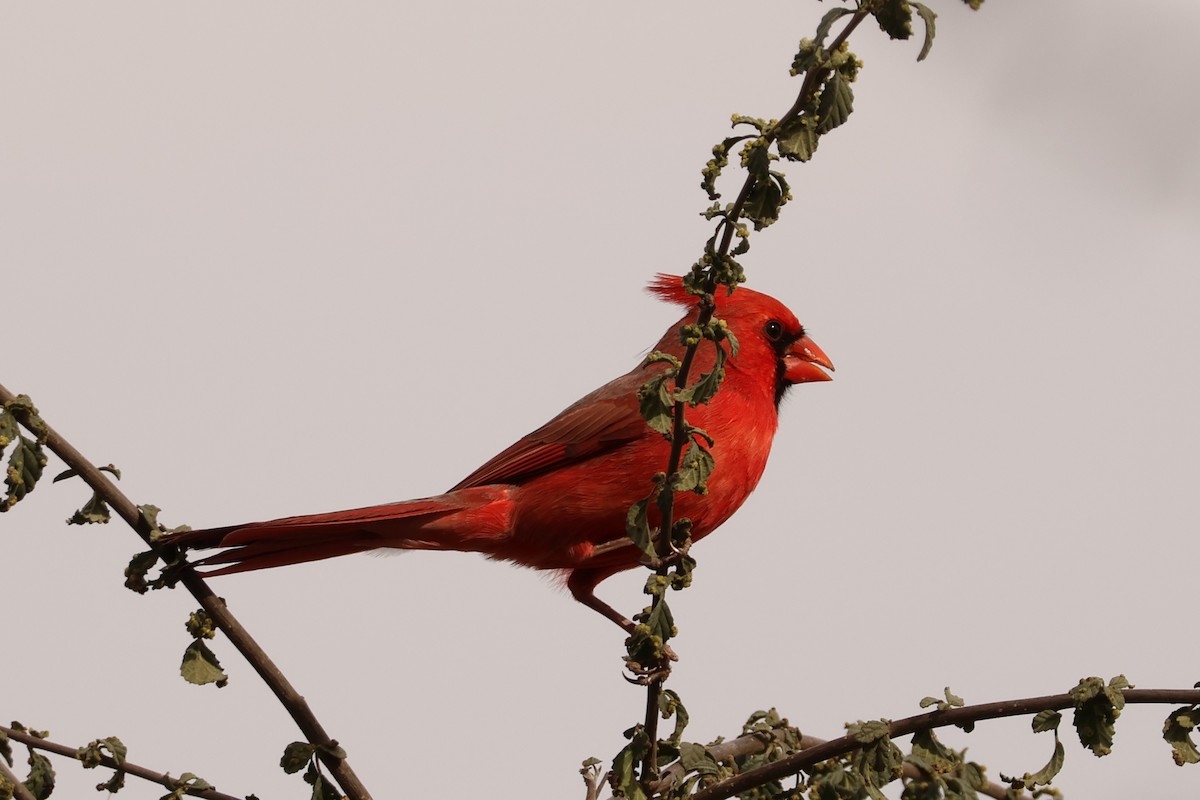 Northern Cardinal - ML645611461