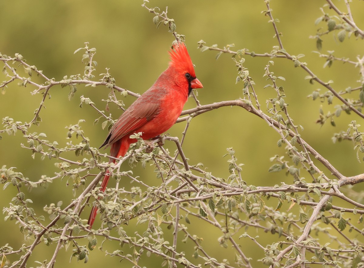 Northern Cardinal - ML645611462