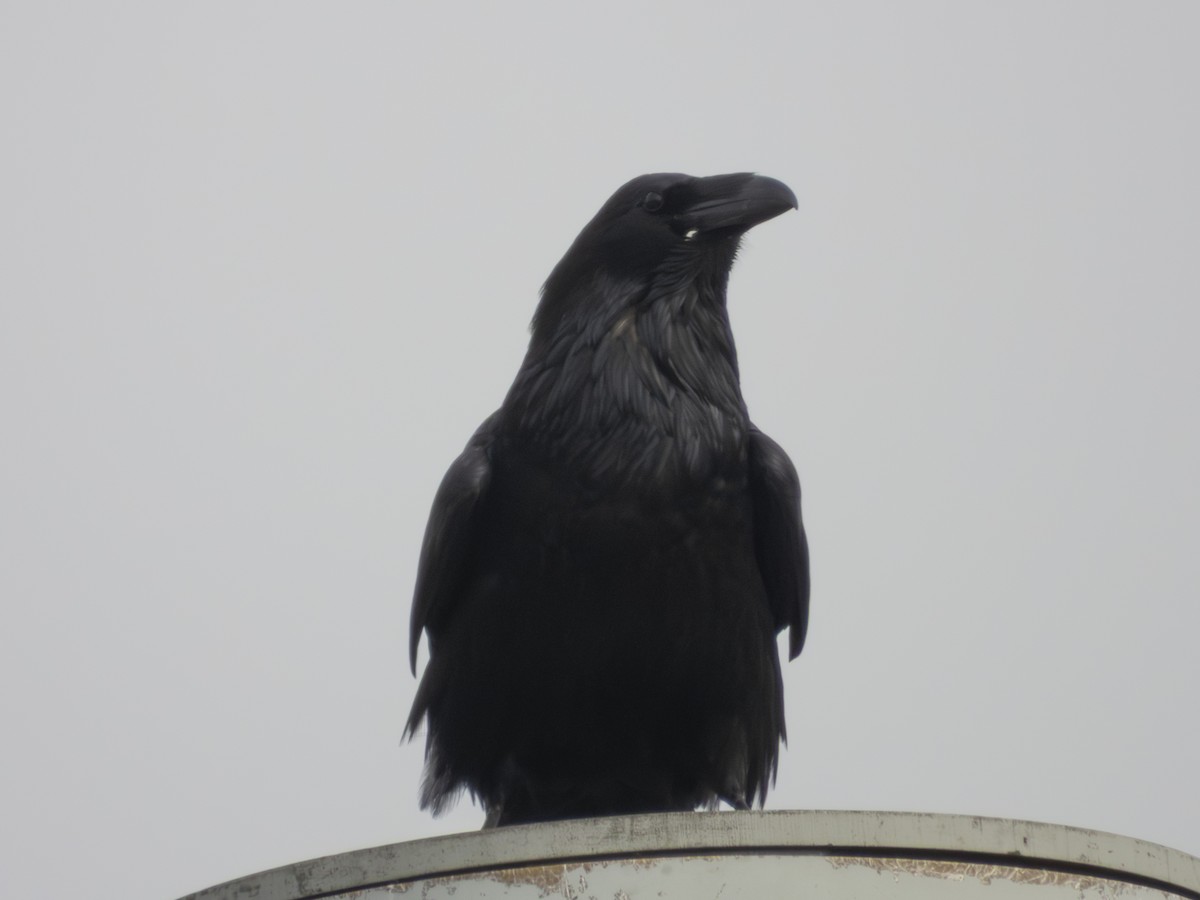 Kuzgun - ML645611465