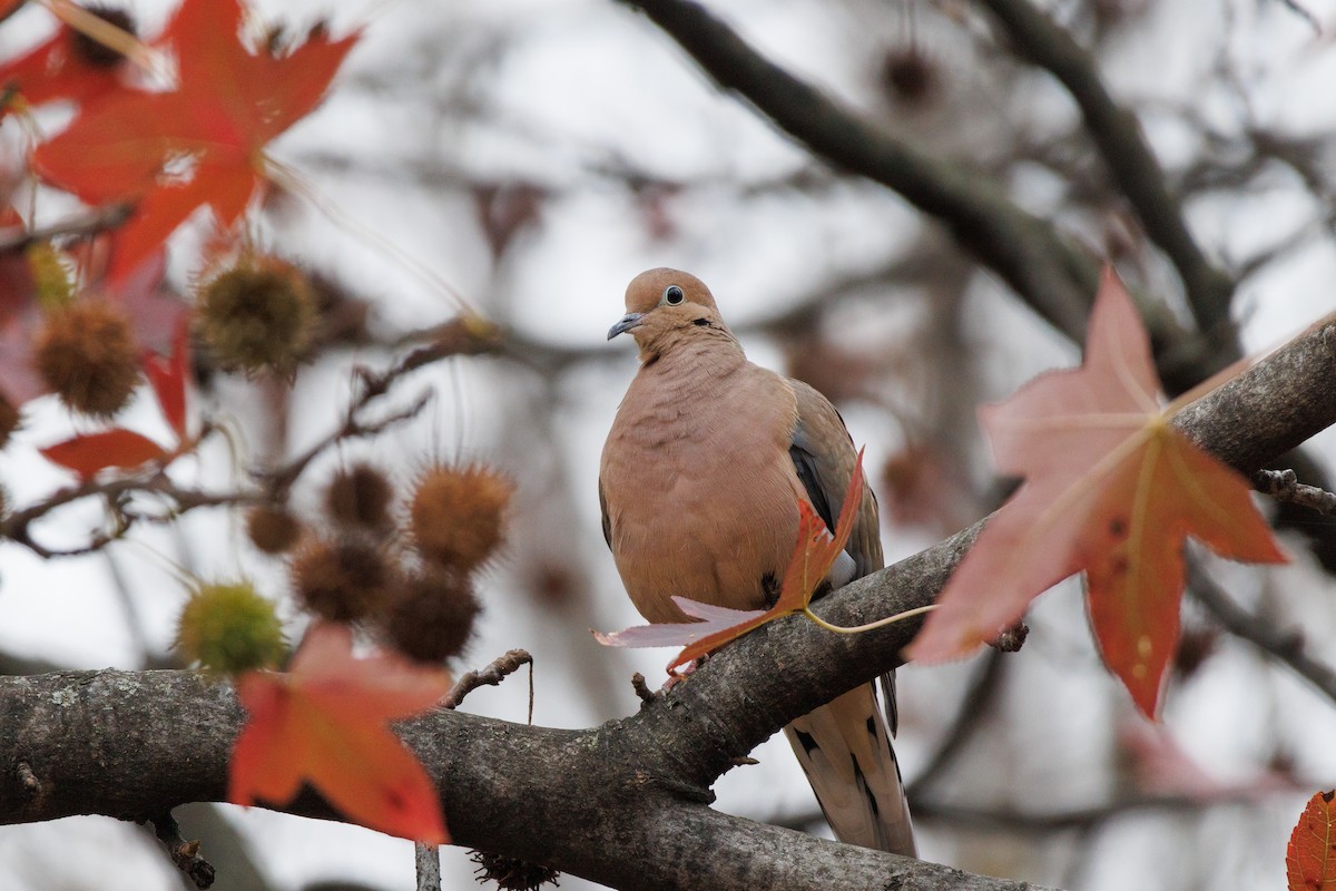Mourning Dove - ML645611466