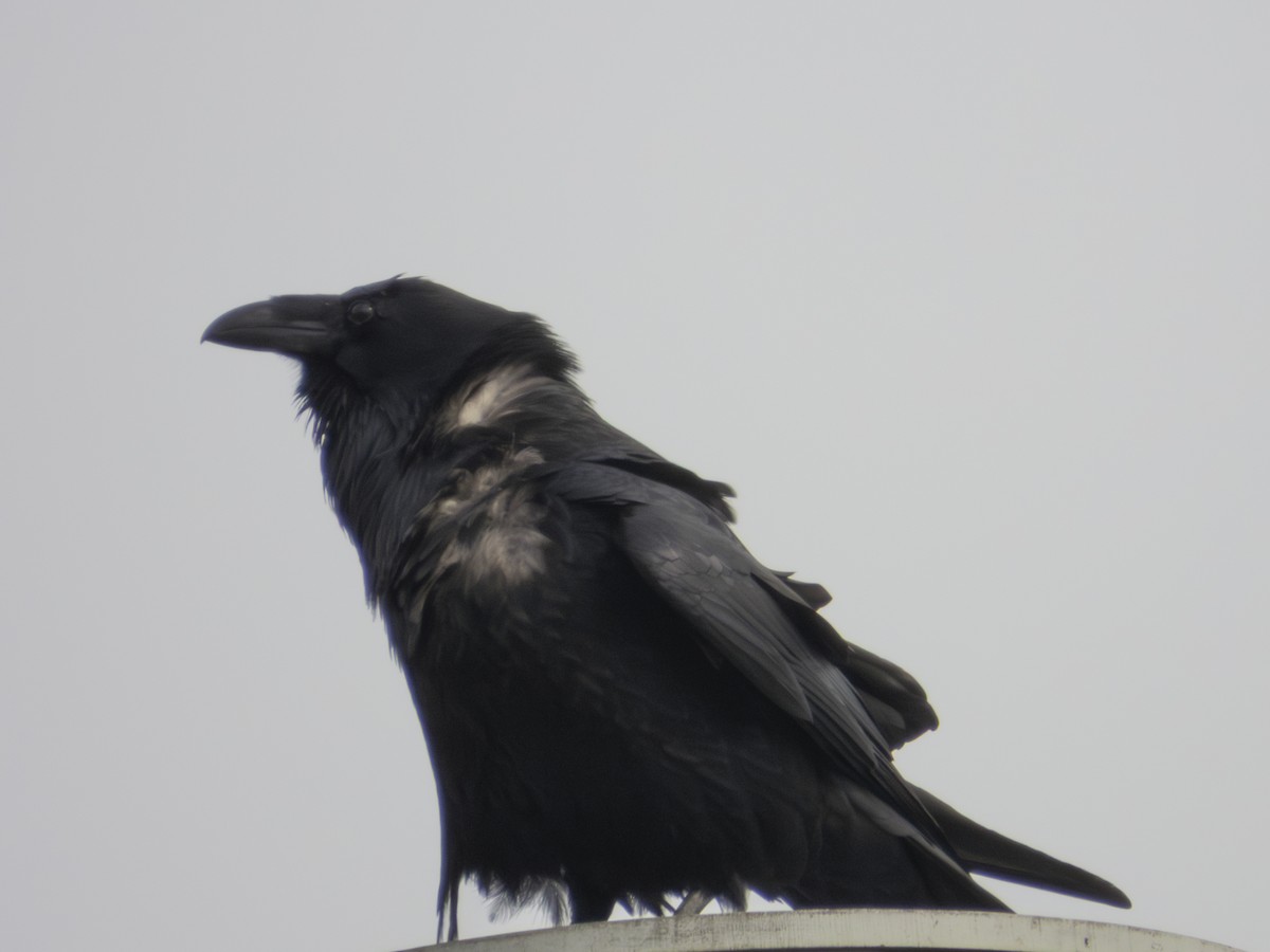 Kuzgun - ML645611469