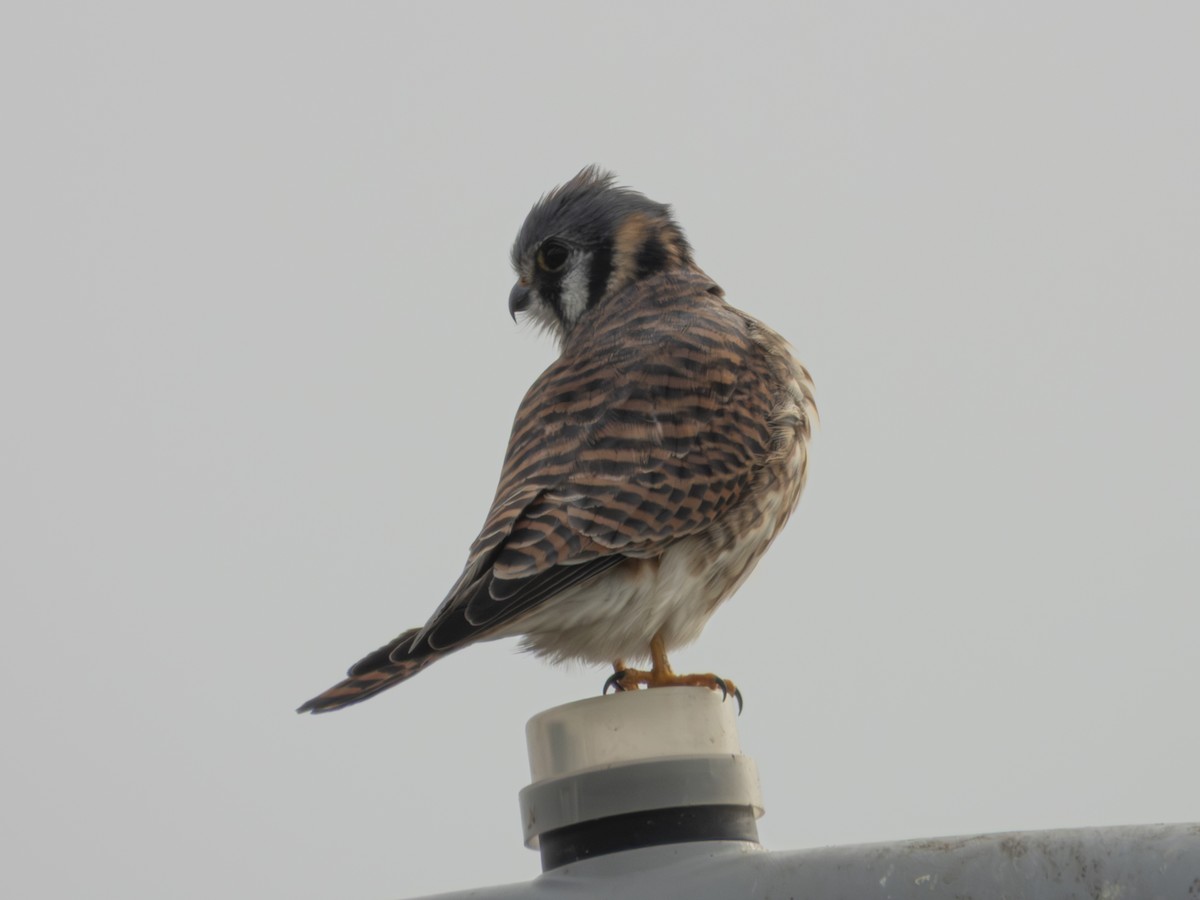American Kestrel - ML645611473