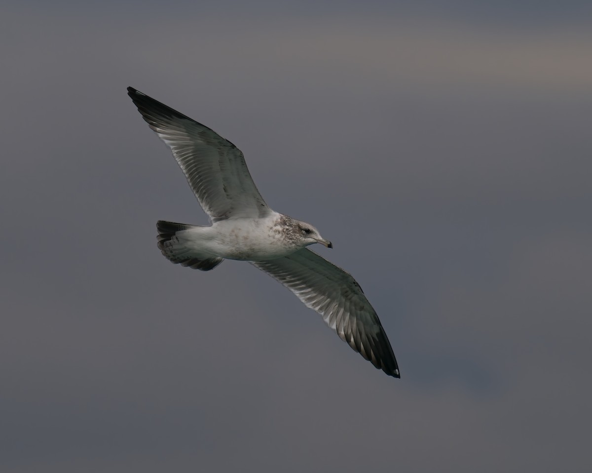 Ring-billed Gull - ML645611475