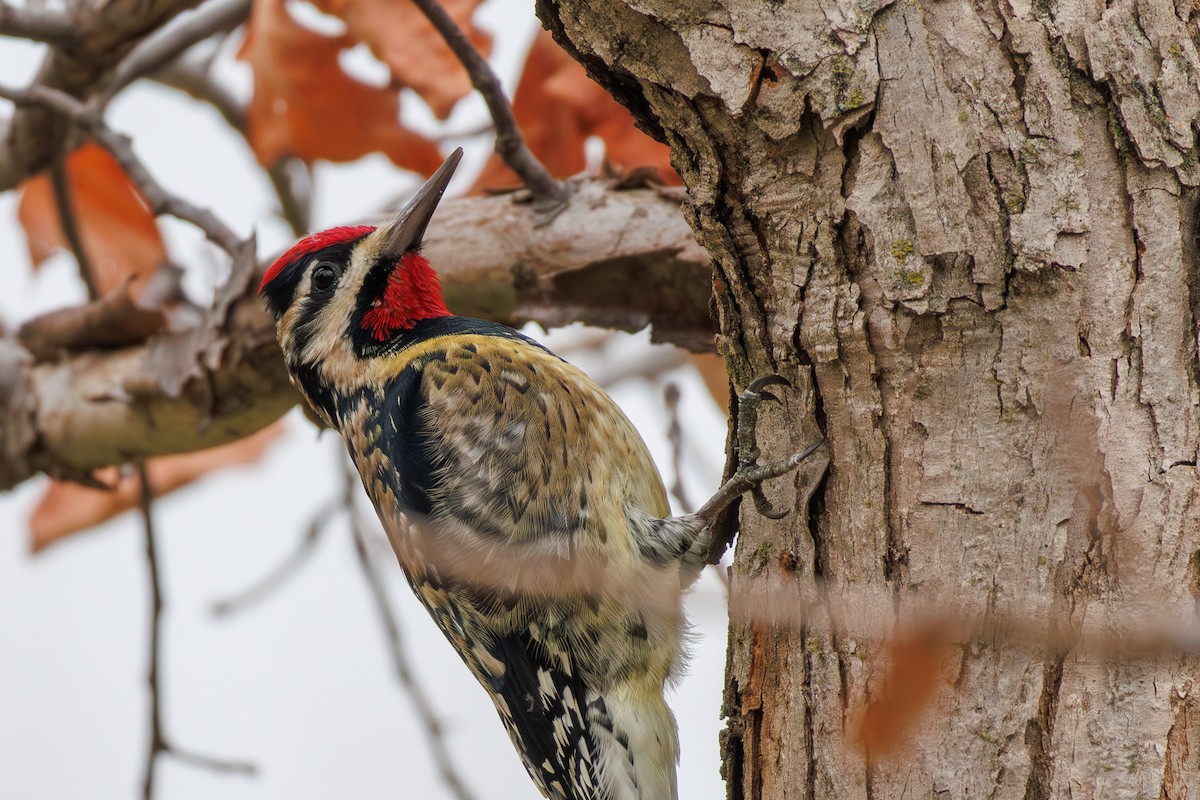 Yellow-bellied Sapsucker - ML645611477