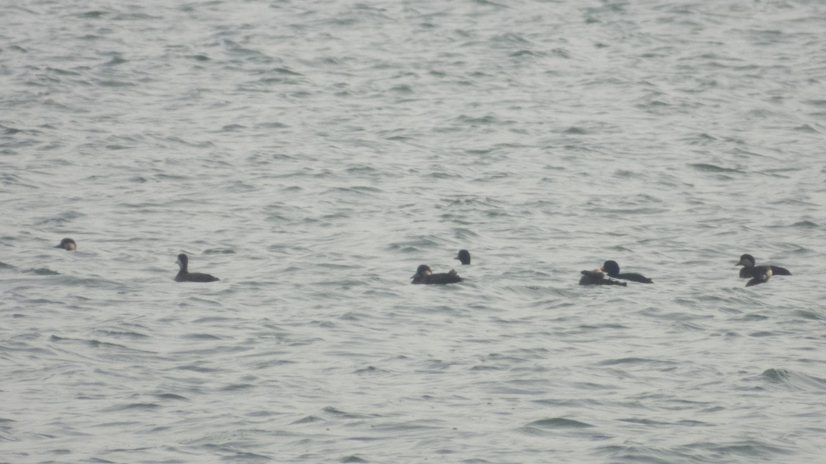 Black Scoter - ML645611478