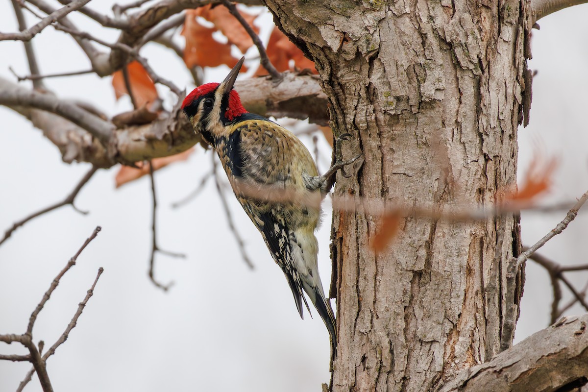 Yellow-bellied Sapsucker - ML645611479