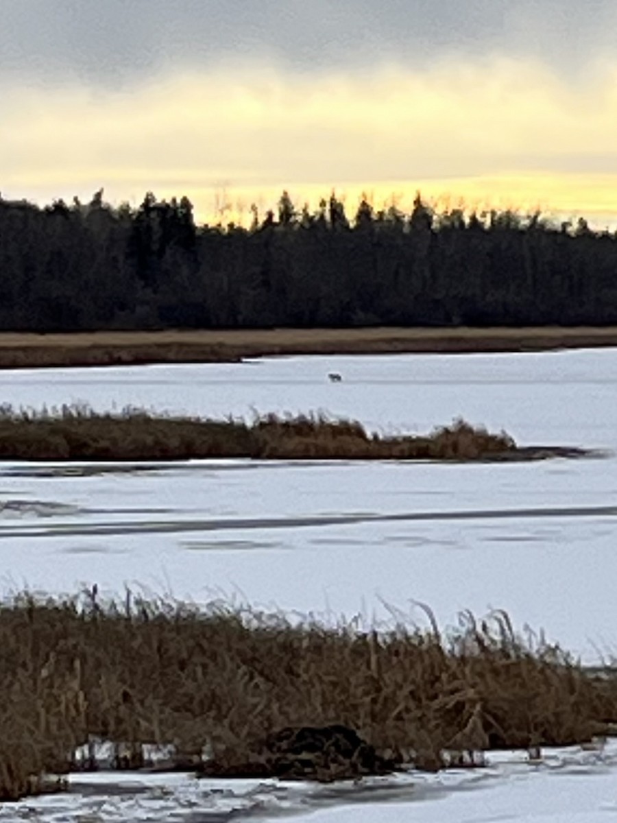 Animals - ML645611491