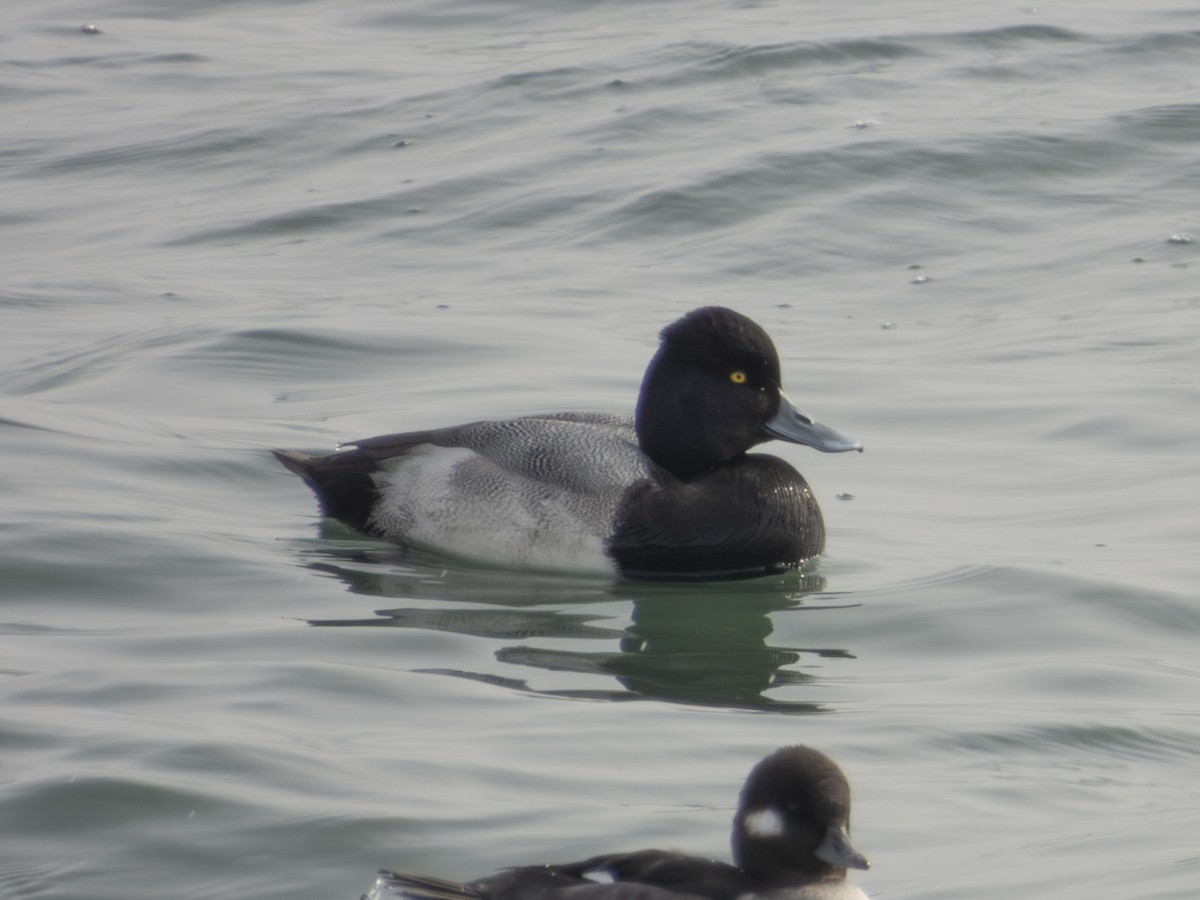 Lesser Scaup - ML645611492