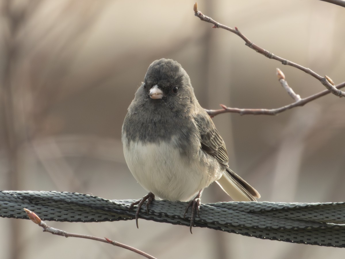 Dark-eyed Junco - ML645611506