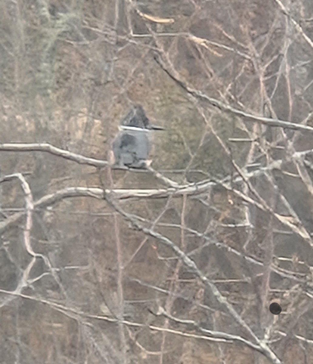 Belted Kingfisher - ML645611507