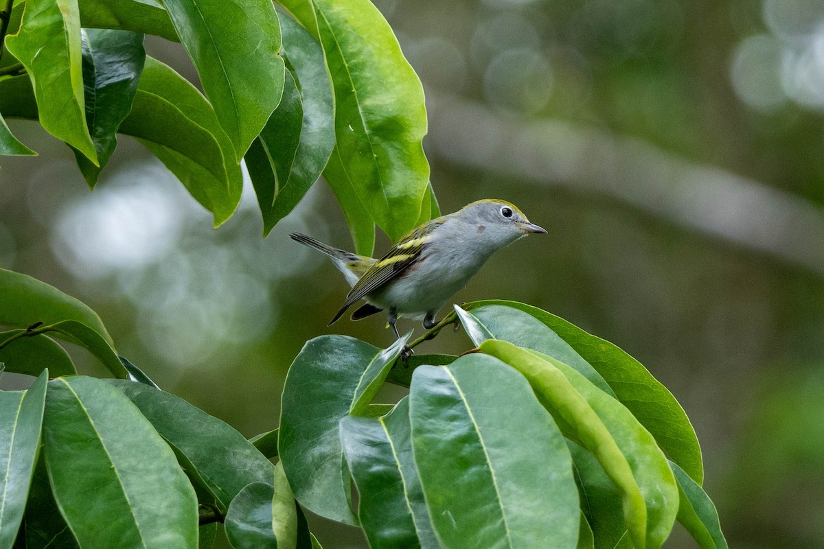 Chestnut-sided Warbler - ML645611509