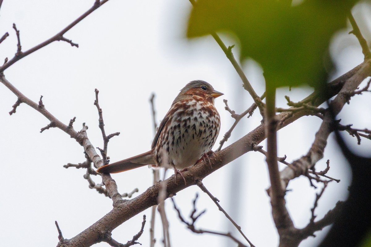 Fox Sparrow - ML645611512