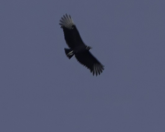 Black Vulture - ML645611514