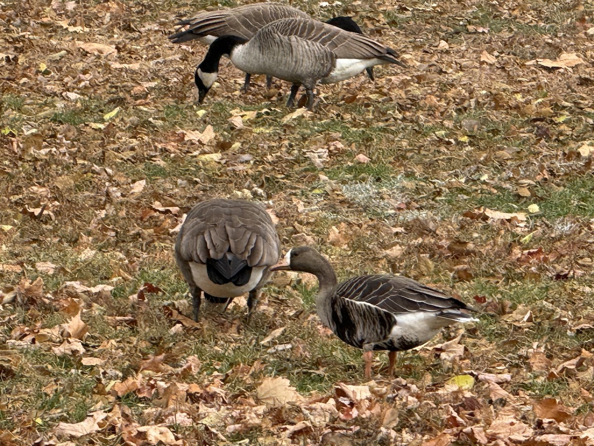 Greater White-fronted Goose - ML645611520