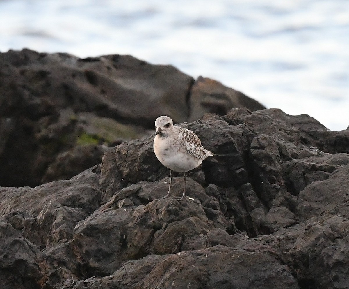 Black-bellied Plover - ML645611526