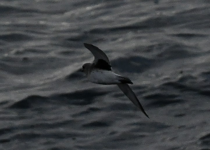 Black-bellied Plover - ML645611527