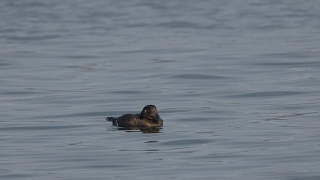 White-winged Scoter - ML645611535