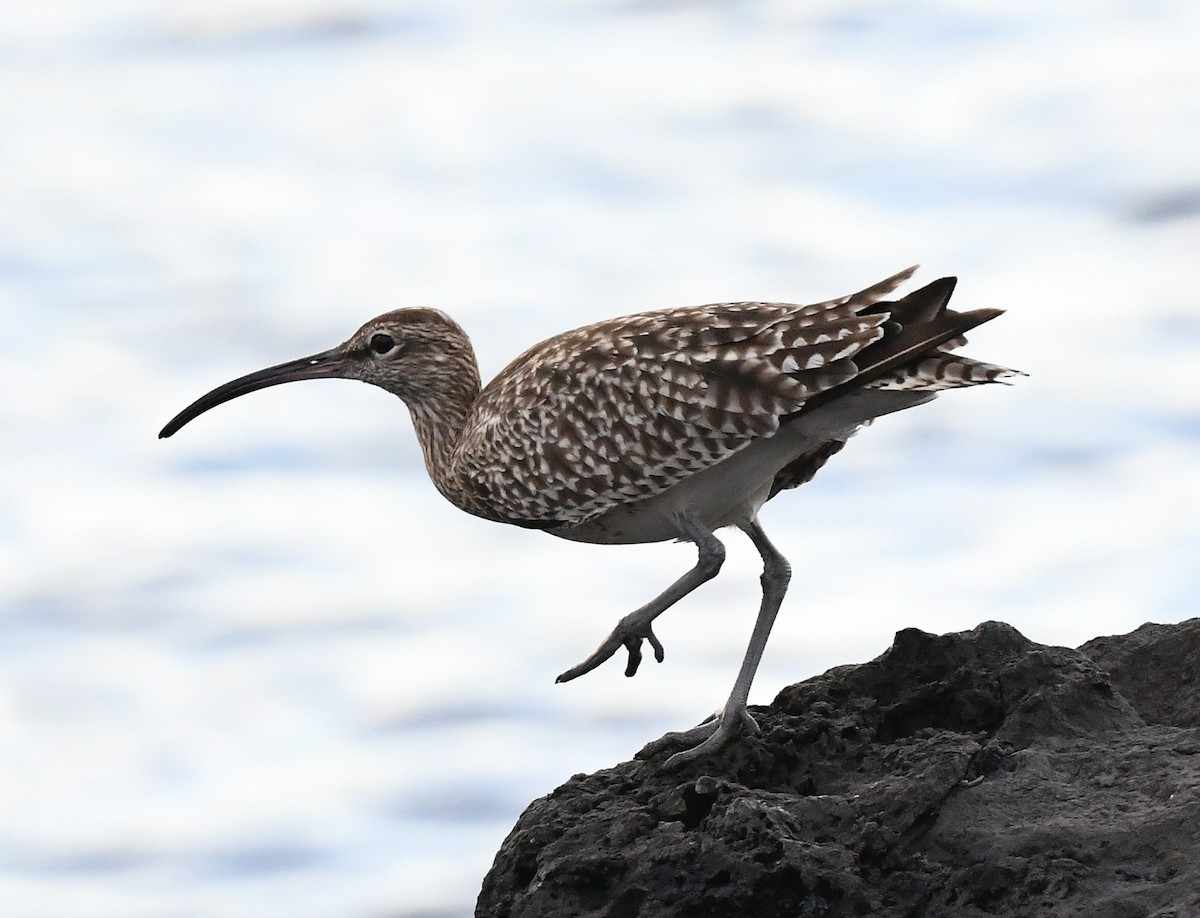 Eurasian Whimbrel (European) - ML645611538