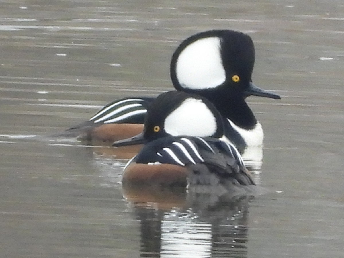 オウギアイサ - ML645611539