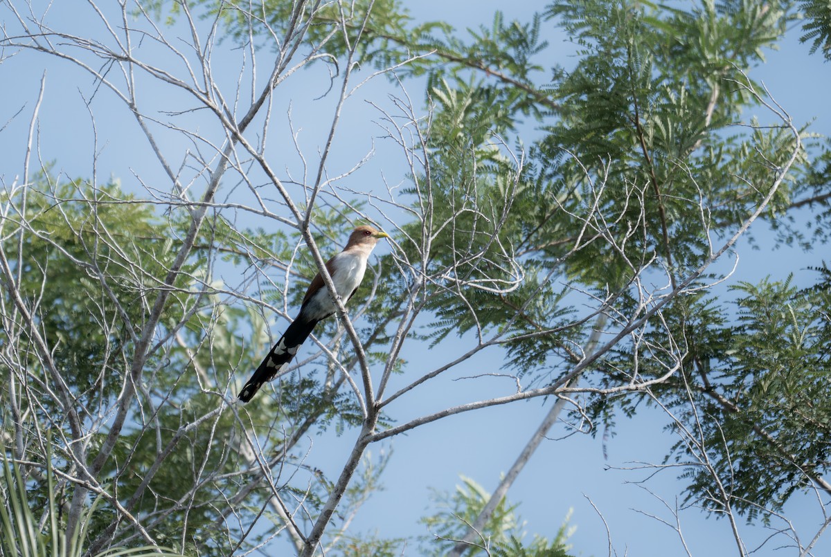 kukačka veverčí - ML645611560