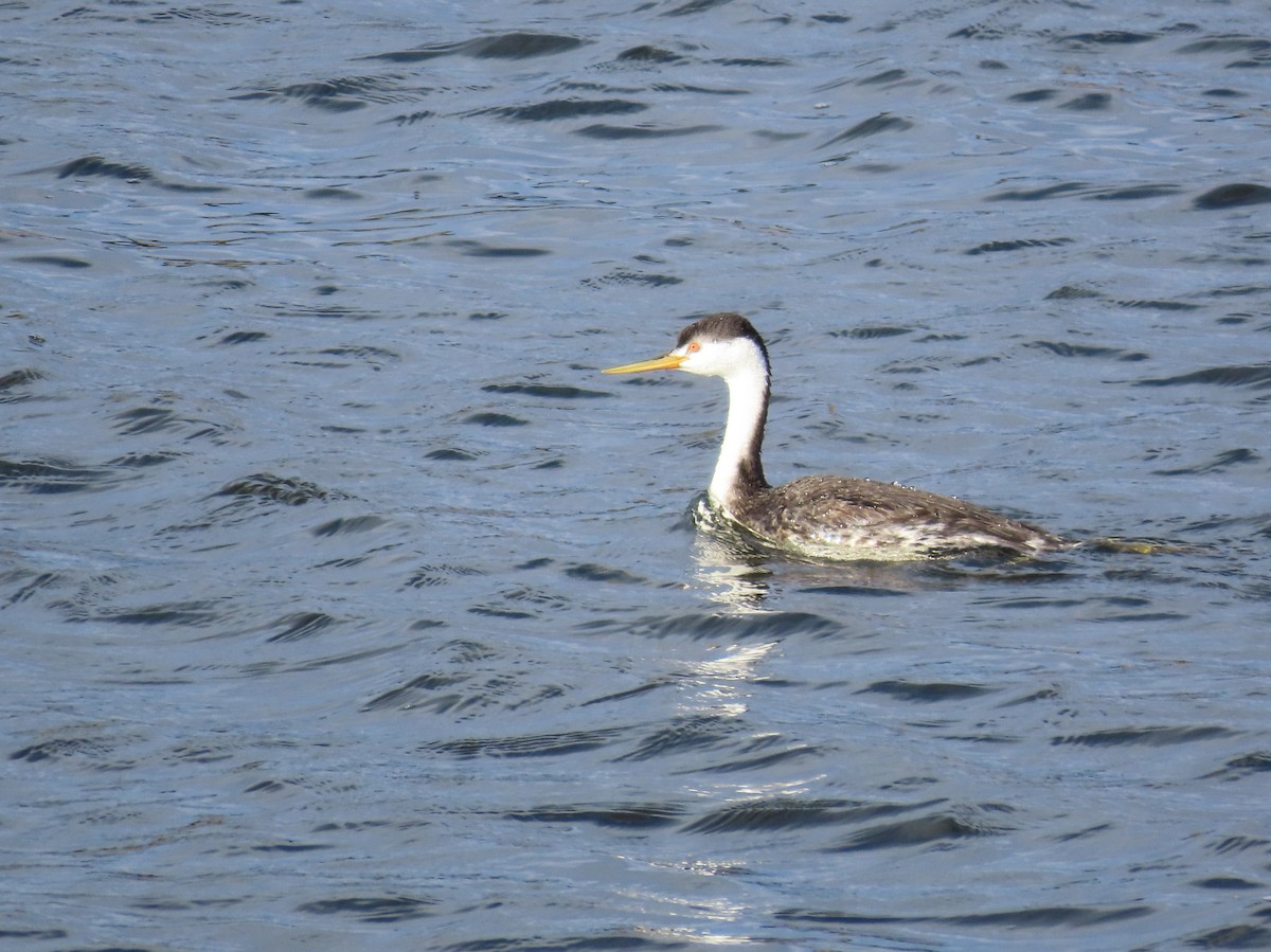 Clark's Grebe - ML645611562