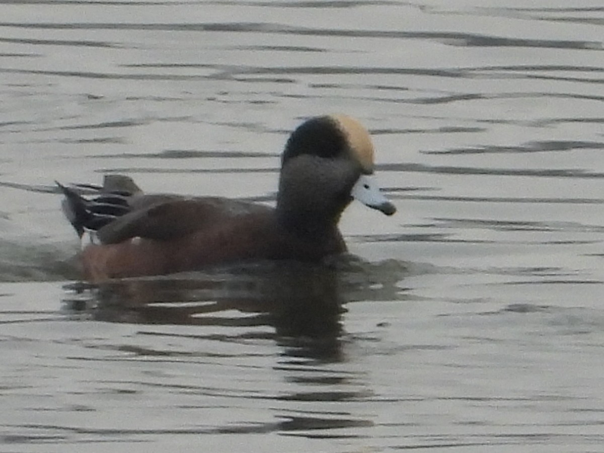 アメリカヒドリ - ML645611576