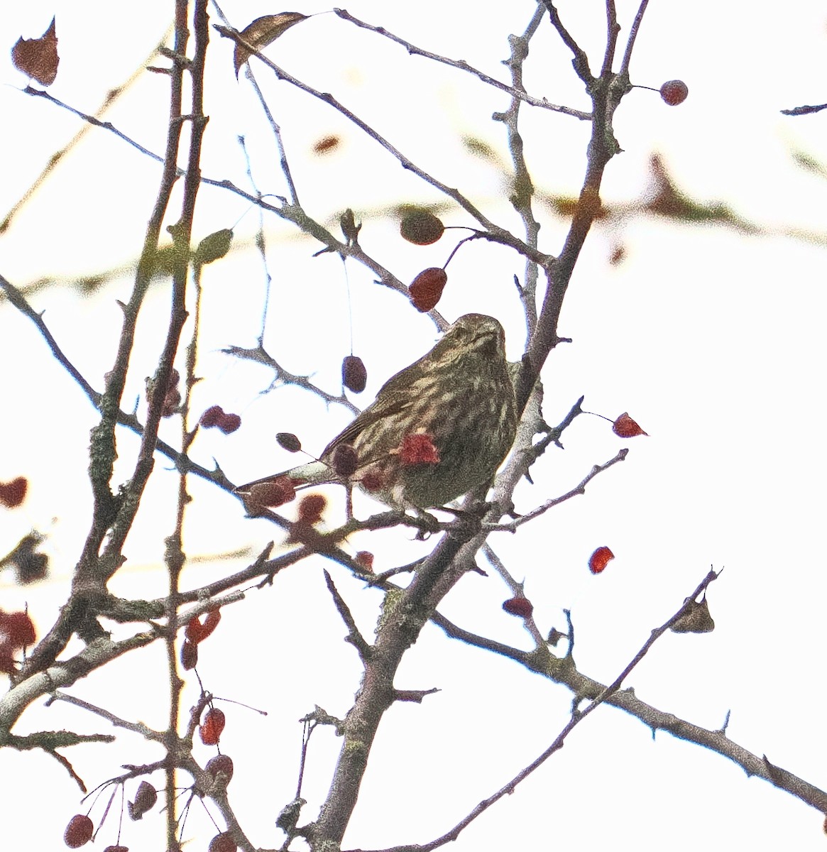 Purple Finch - ML645611580