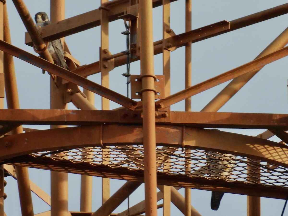 Peregrine Falcon - ML645611585