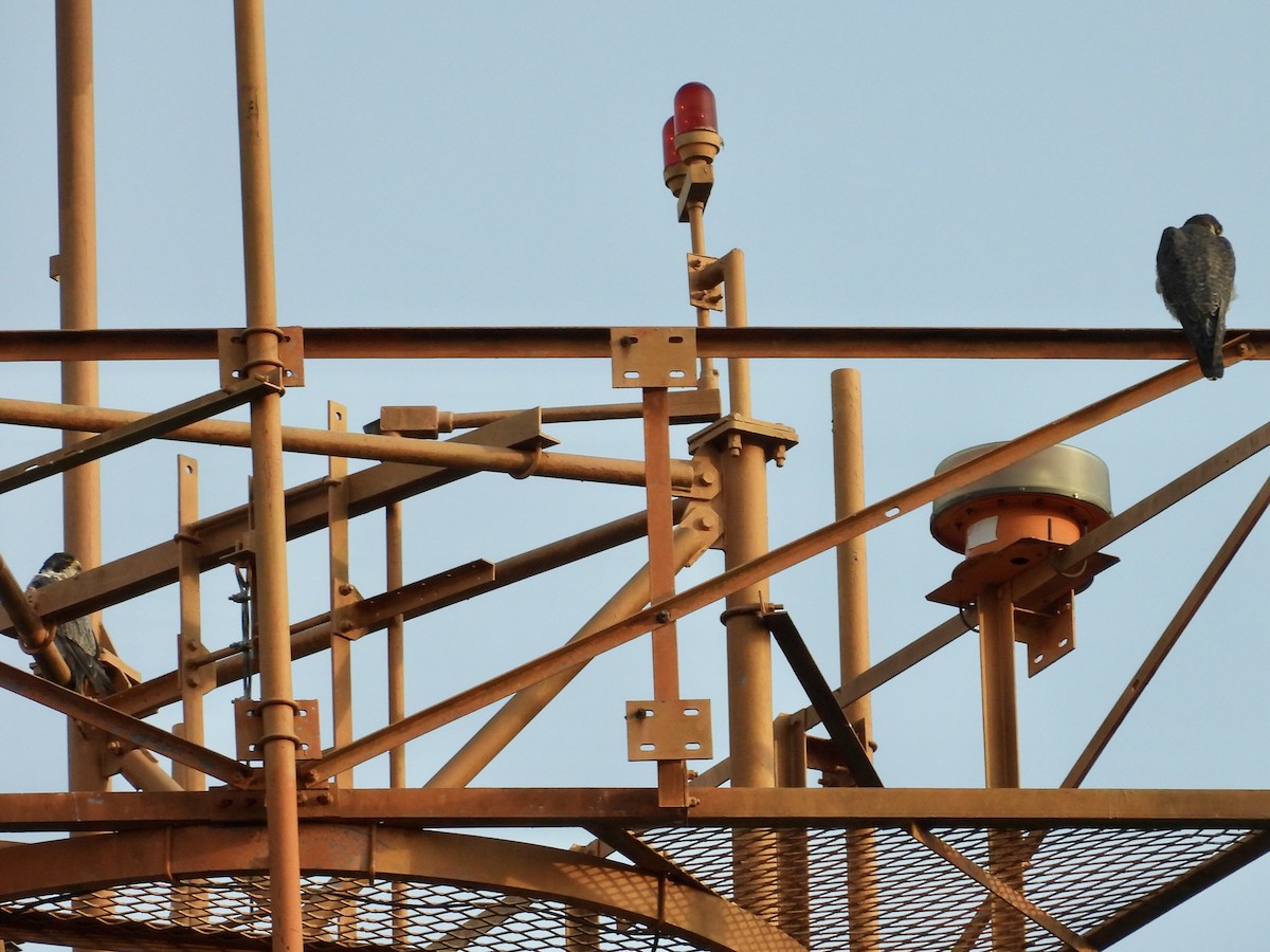 Peregrine Falcon - ML645611588