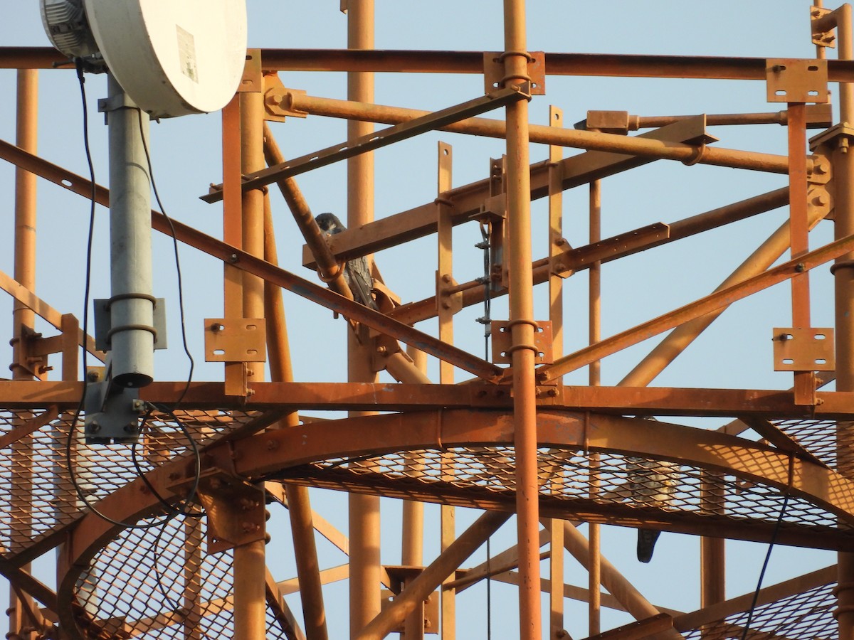 Peregrine Falcon - ML645611589