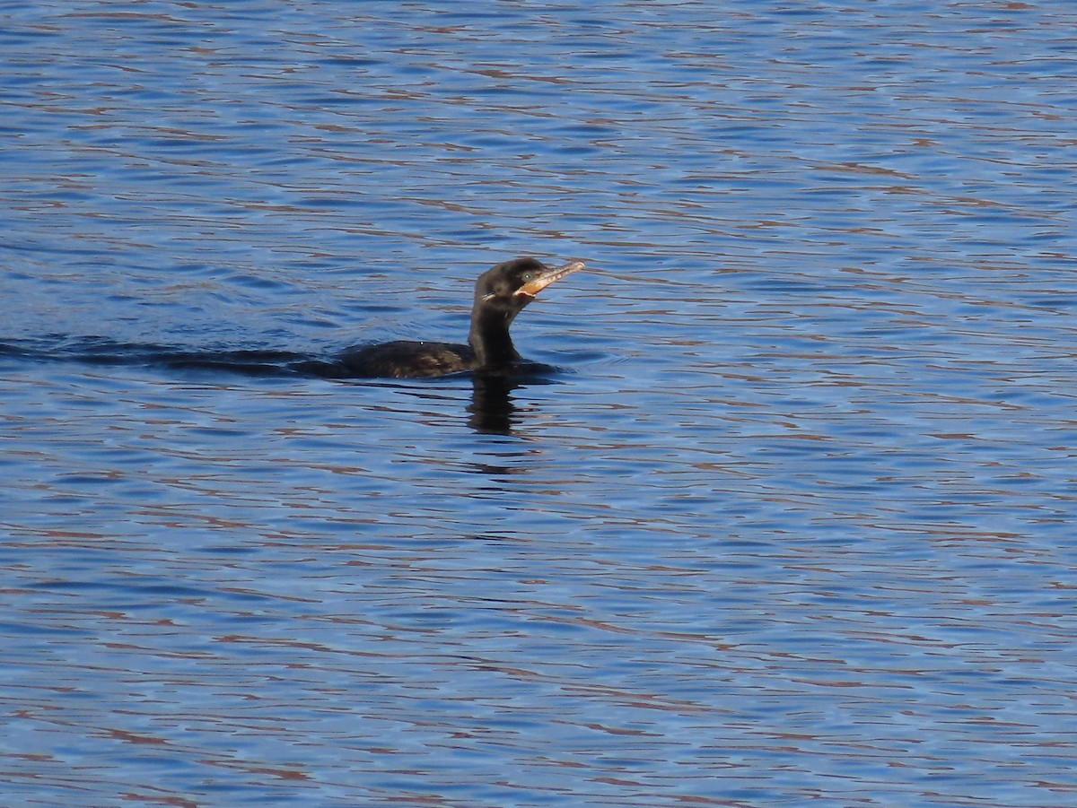 Neotropic Cormorant - ML645611590