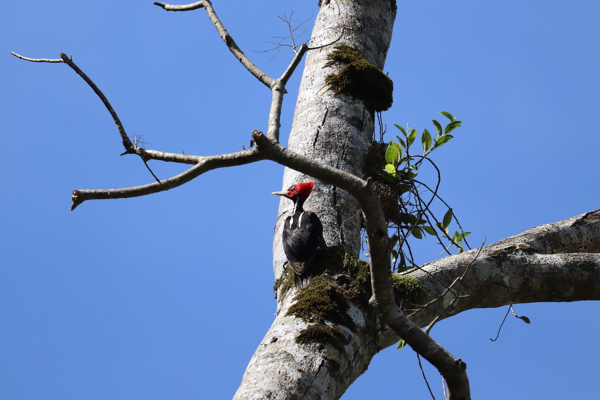 Pale-billed Woodpecker - ML645611595