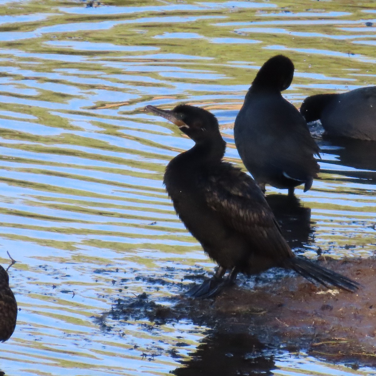 Neotropic Cormorant - ML645611596