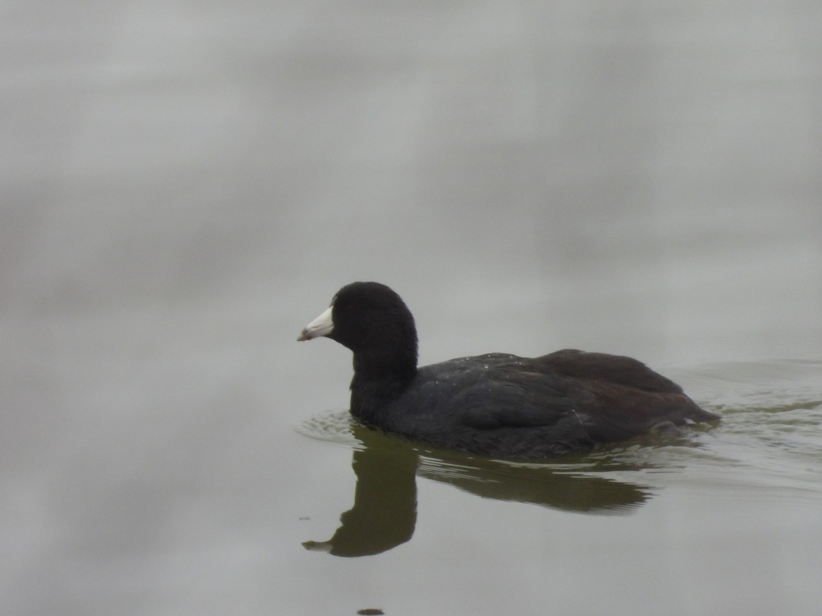 アメリカオオバン - ML645611607