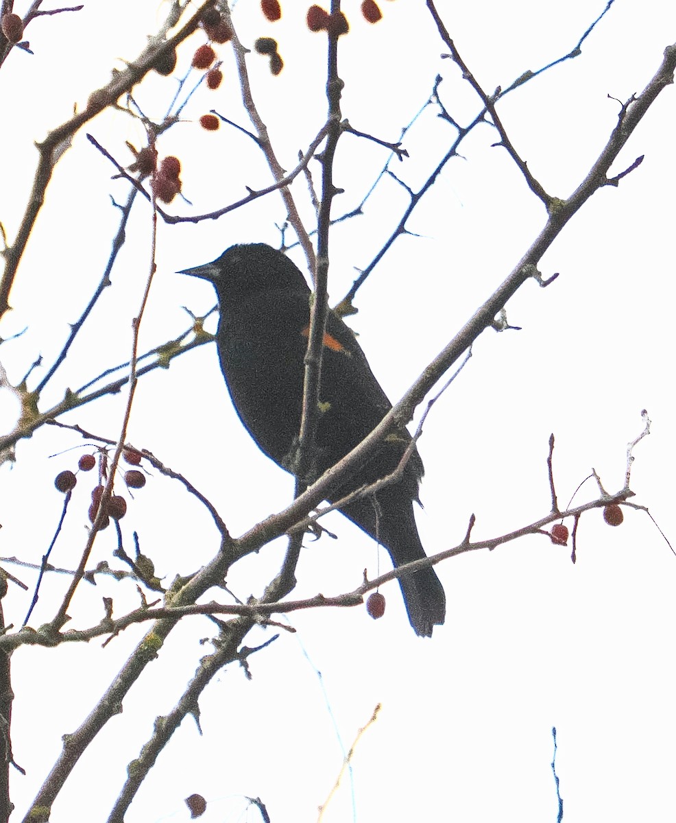 ハゴロモガラス - ML645611619