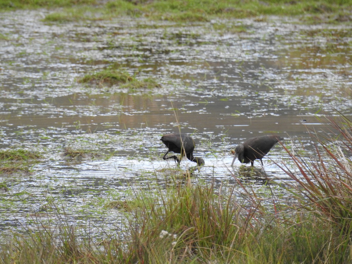 rødmaskeibis - ML645611638