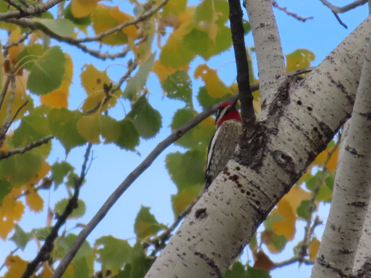 Red-naped Sapsucker - ML645611656