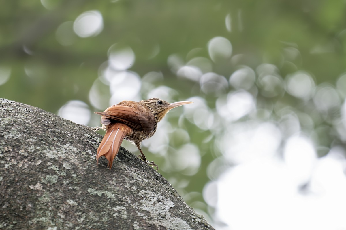 Streak-headed Woodcreeper - ML645611657
