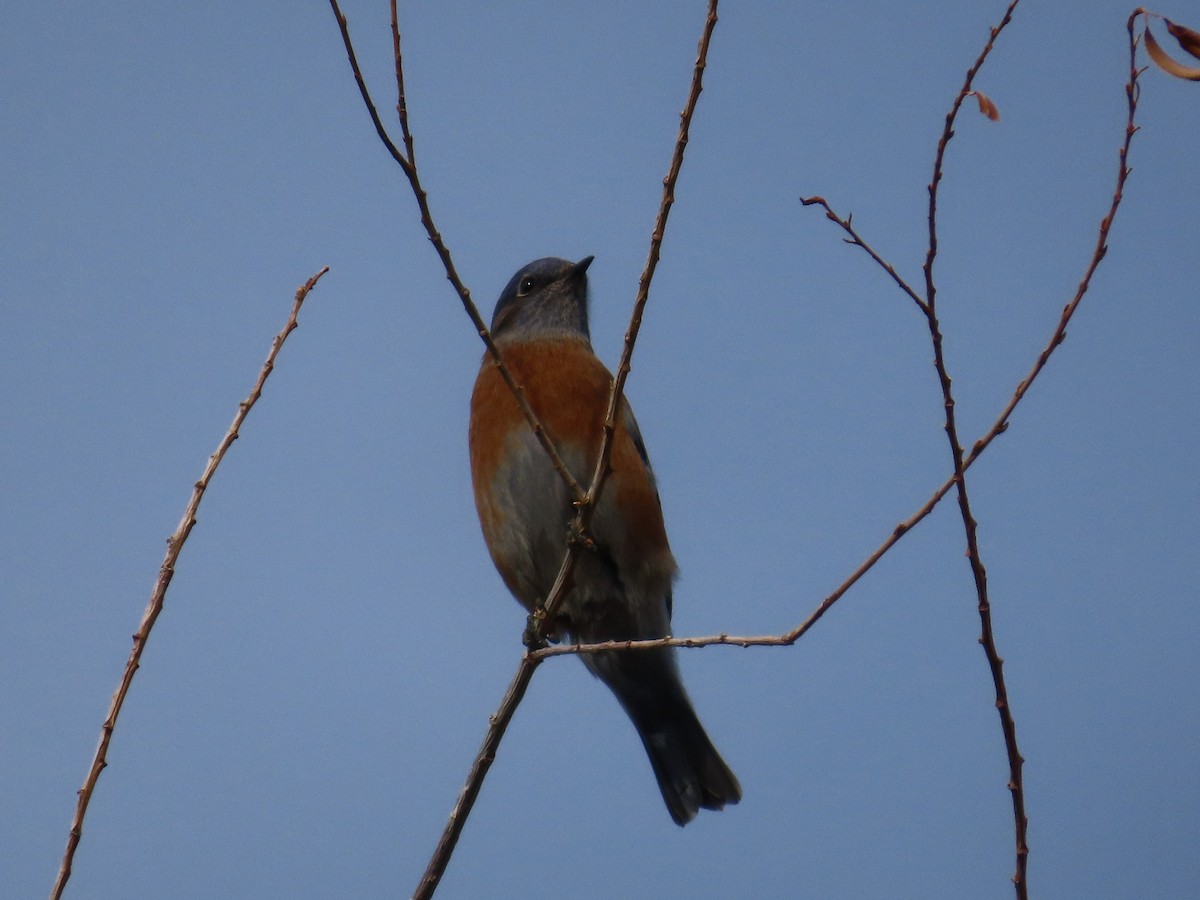 Western Bluebird - ML645611700