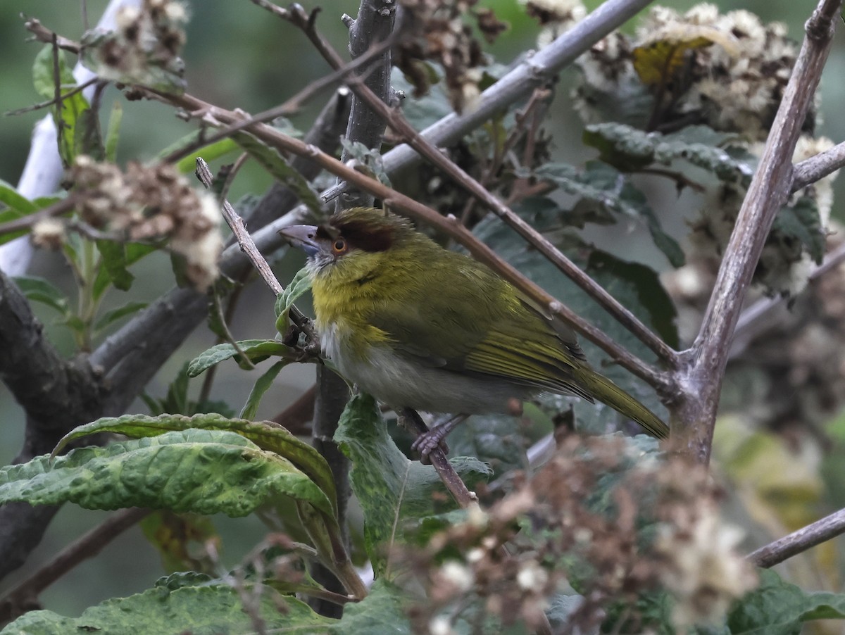 Rufous-browed Peppershrike - ML645611711