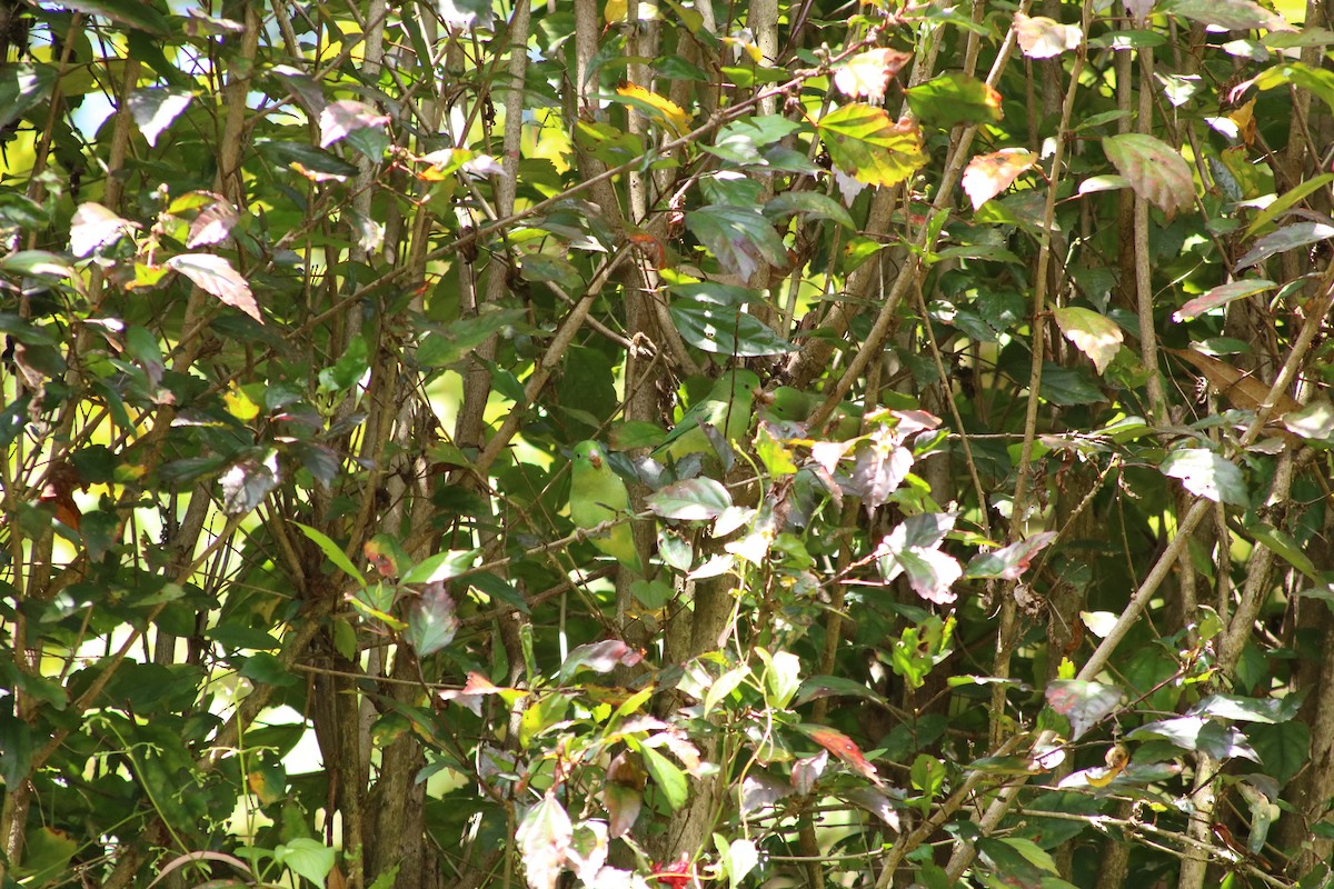 Spectacled Parrotlet - ML645611712