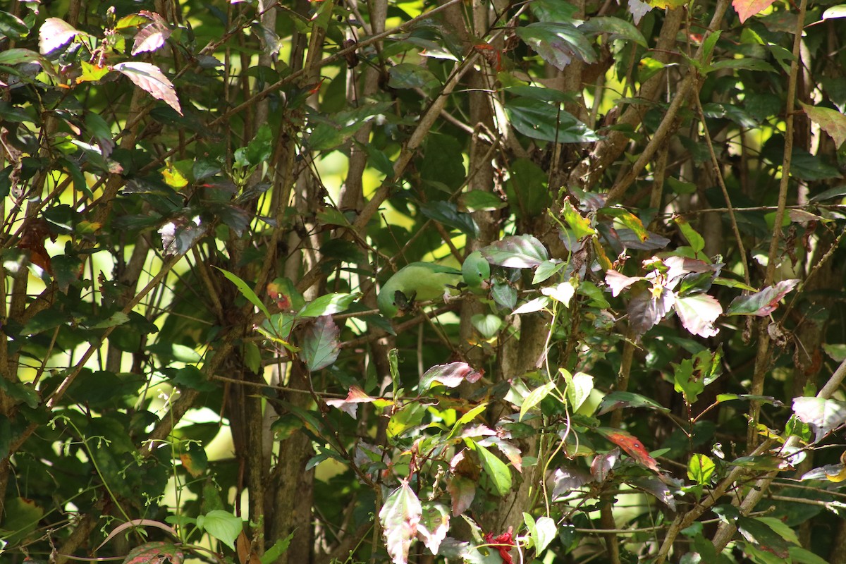 Spectacled Parrotlet - ML645611713