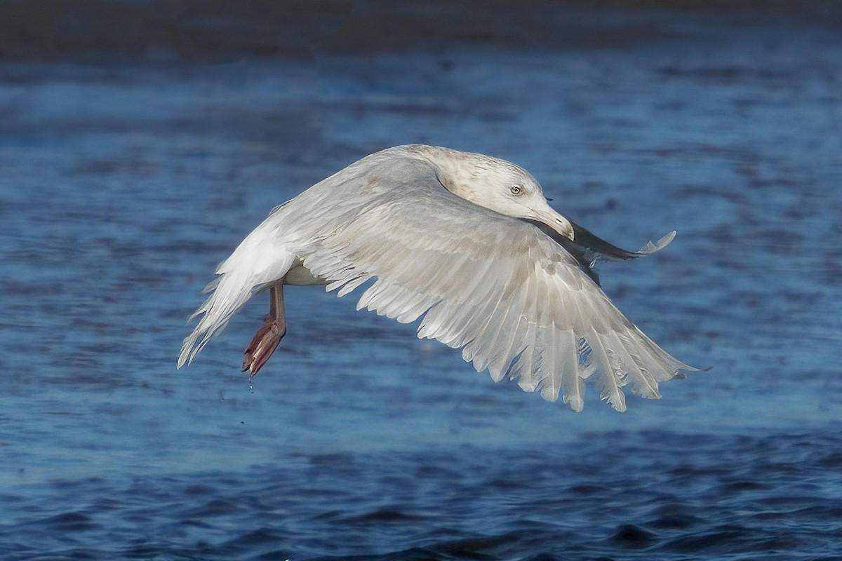 Gavión Hiperbóreo - ML645611714